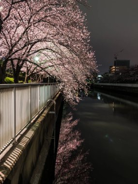 Japonya 'da kiraz çiçekleri