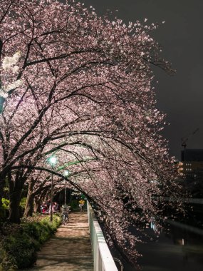 Japonya 'da kiraz çiçekleri