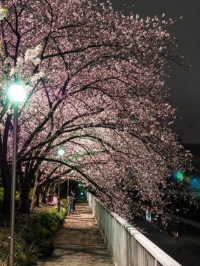 Japonya 'da kiraz çiçekleri