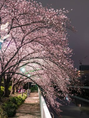 Japonya 'da kiraz çiçekleri