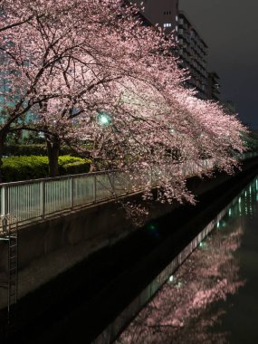 Japonya 'da kiraz çiçekleri