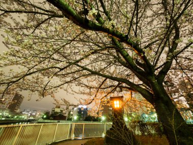 Japonya 'da kiraz çiçekleri