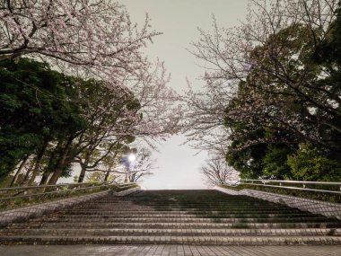 Japonya 'da kiraz çiçekleri