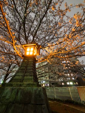 Japonya 'da kiraz çiçekleri