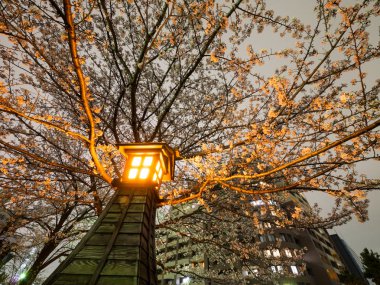 Japonya 'da kiraz çiçekleri