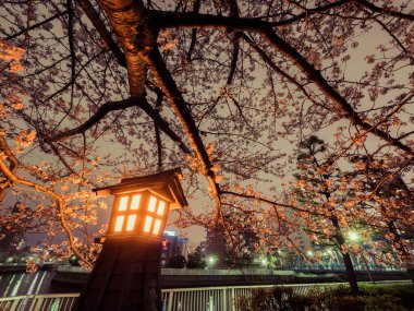 Japonya 'da kiraz çiçekleri