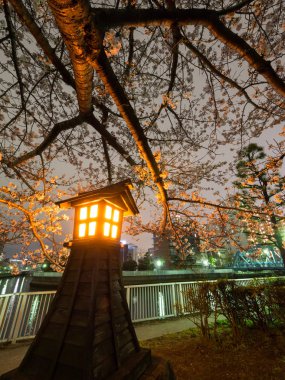 Japonya 'da kiraz çiçekleri