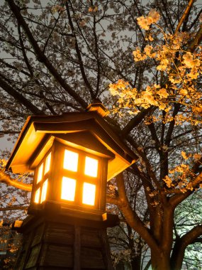 Japonya 'da kiraz çiçekleri