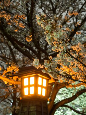 Japonya 'da kiraz çiçekleri