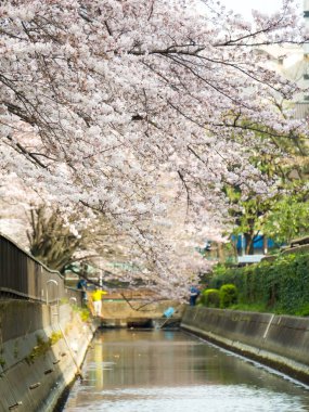 Japonya 'da kiraz çiçekleri
