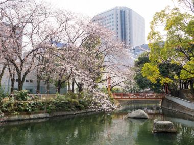Japonya 'da kiraz çiçekleri