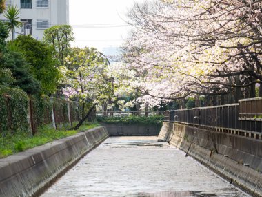 Japonya 'da kiraz çiçekleri
