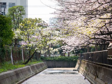 Japonya 'da kiraz çiçekleri