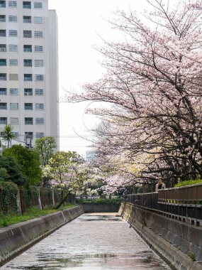 Japonya 'da kiraz çiçekleri