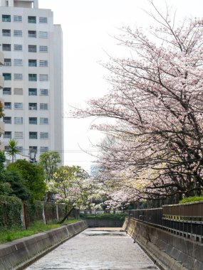 Japonya 'da kiraz çiçekleri