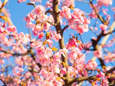 Japonya 'da kiraz çiçekleri