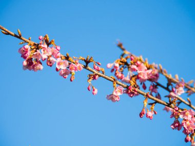Japonya 'da kiraz çiçekleri