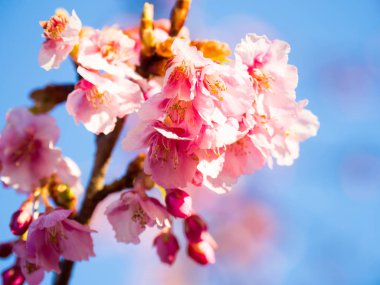 Japonya 'da kiraz çiçekleri
