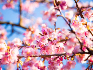 Japonya 'da kiraz çiçekleri