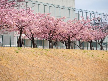 Japonya 'da kiraz çiçekleri