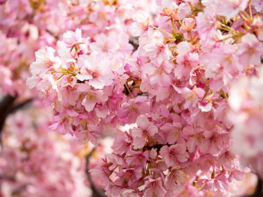 Japonya 'da kiraz çiçekleri