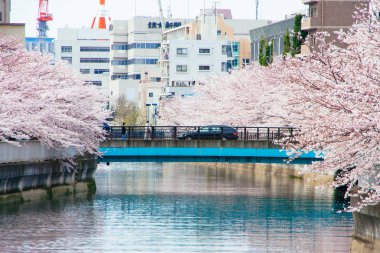 Japonya 'da kiraz çiçekleri