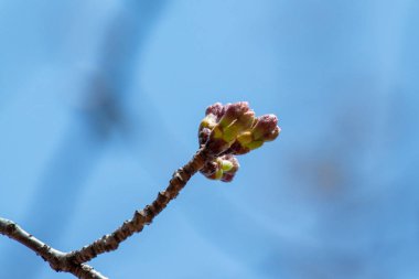 Japonya 'da kiraz çiçekleri