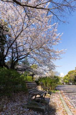 Japonya 'da kiraz çiçekleri