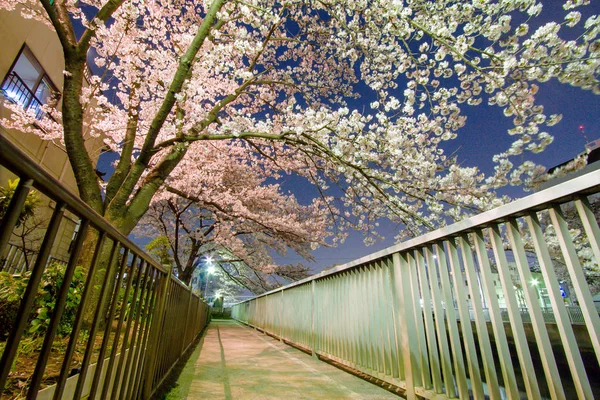 Japonya 'da kiraz çiçekleri