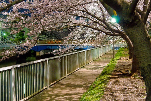 Flores de cerezo en Japón —  Fotos de Stock