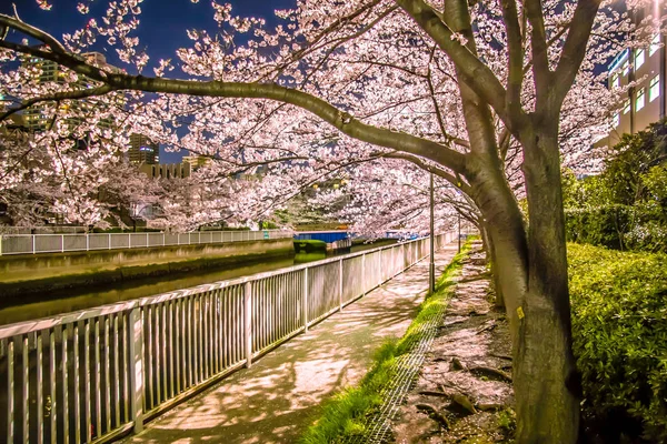 Japonya 'da kiraz çiçekleri