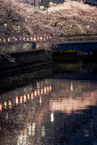 Japonya 'da kiraz çiçekleri