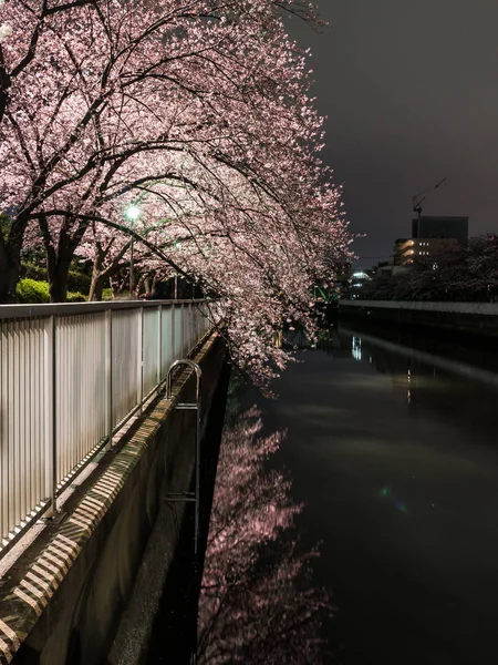 Cherry blossoms in Japan — Stock Photo, Image