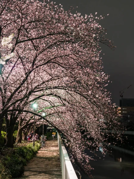 Japonya 'da kiraz çiçekleri