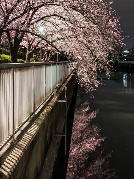 Třešňové květy v Japonsku — Stock fotografie