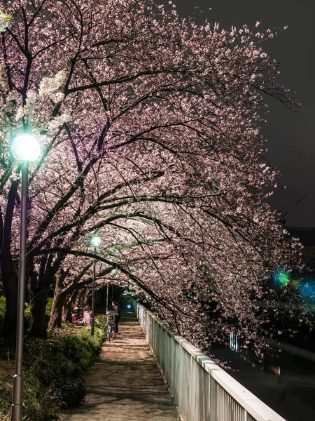 Japonya 'da kiraz çiçekleri