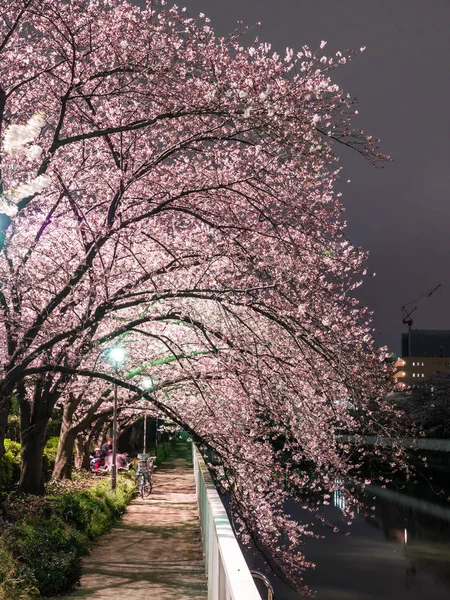 Japonya 'da kiraz çiçekleri