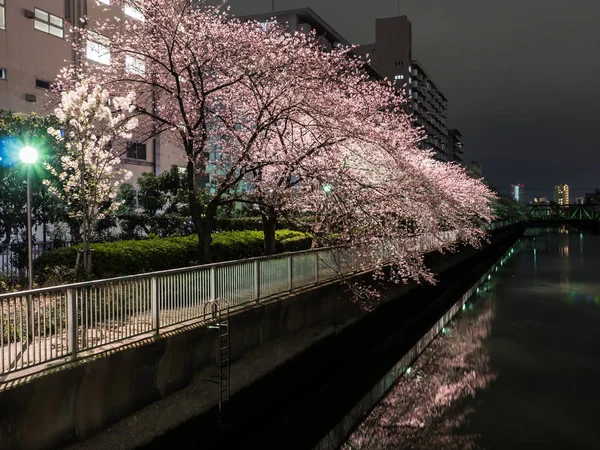 Japonya 'da kiraz çiçekleri