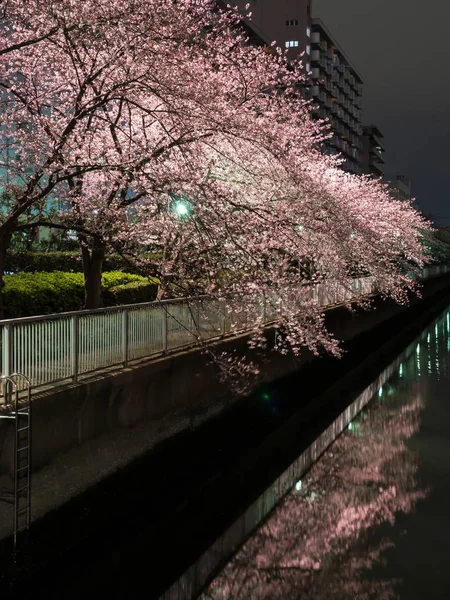Japonya 'da kiraz çiçekleri