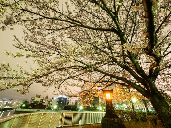 Japonya 'da kiraz çiçekleri