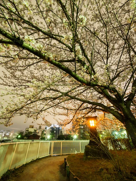 Flores de cerezo en Japón —  Fotos de Stock