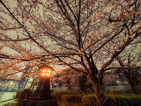 Japonya 'da kiraz çiçekleri