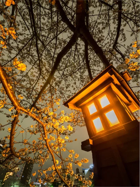 Japonya 'da kiraz çiçekleri