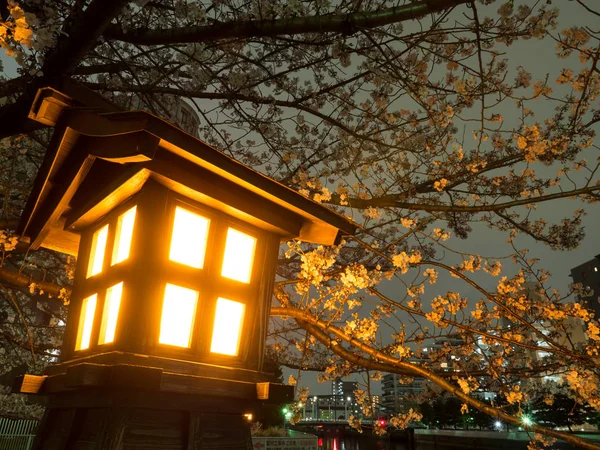 Japonya 'da kiraz çiçekleri