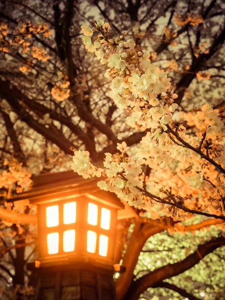 Japonya 'da kiraz çiçekleri