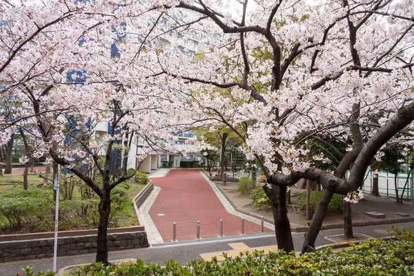 Flores de cerezo en Japón — Foto de Stock