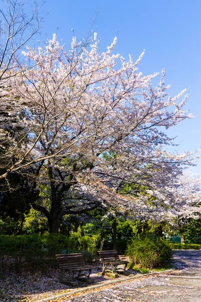 Flores de cereja em japão — Fotografia de Stock