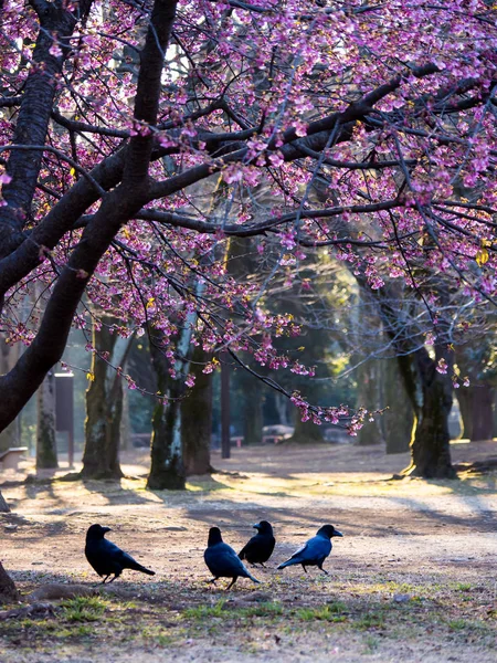 日本的樱花 — 图库照片