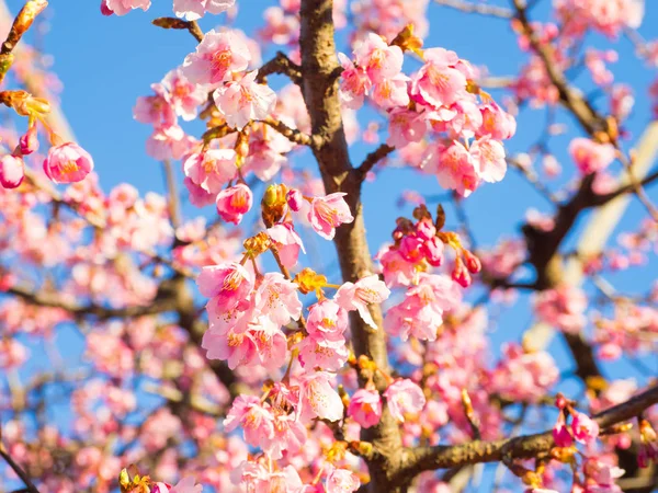 Japonya 'da kiraz çiçekleri