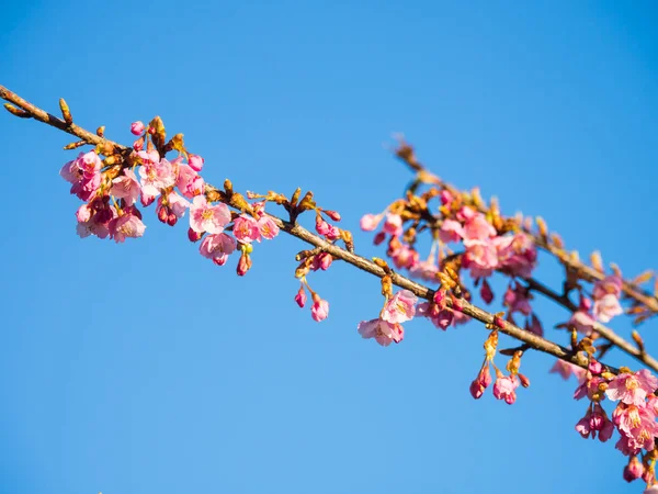 Japonya 'da kiraz çiçekleri